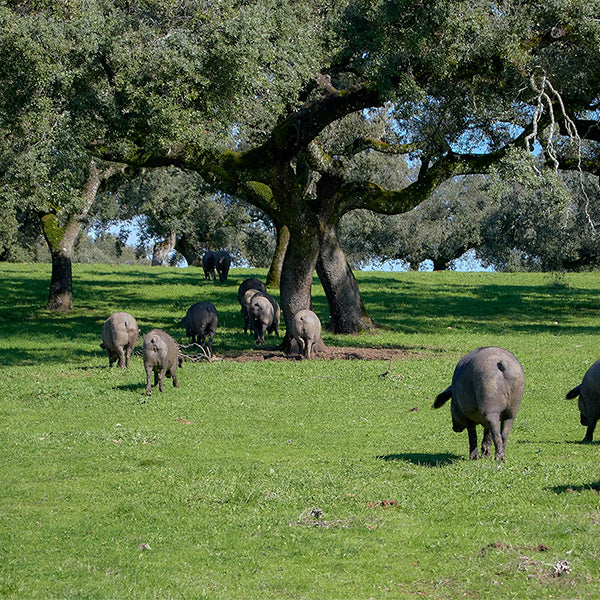 Córdoba - Hinojosa del Duque